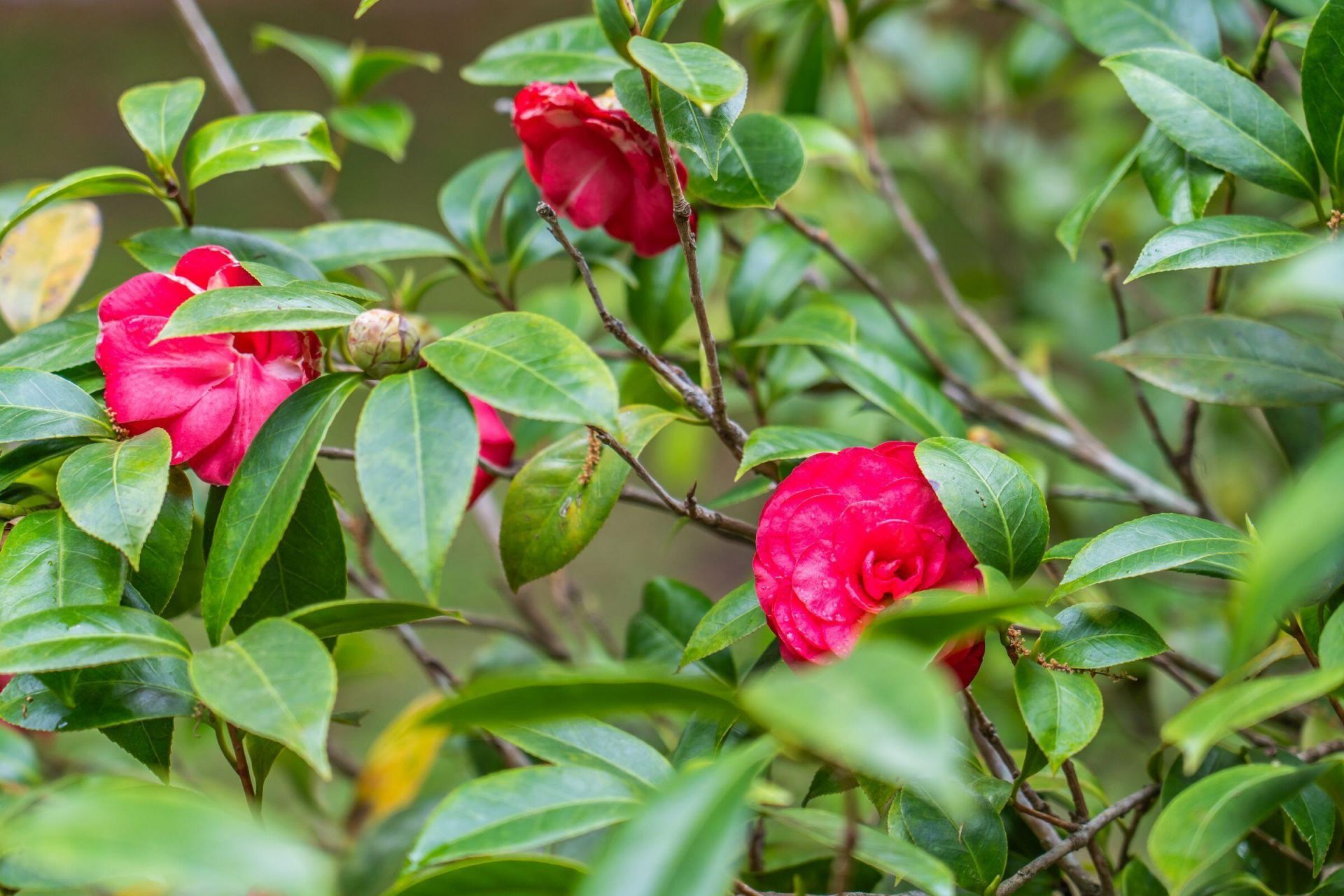 75 Tradd Street Photo 75