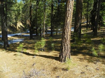 462 Grizzly Ranch Road, Portola, CA 96122 Photo