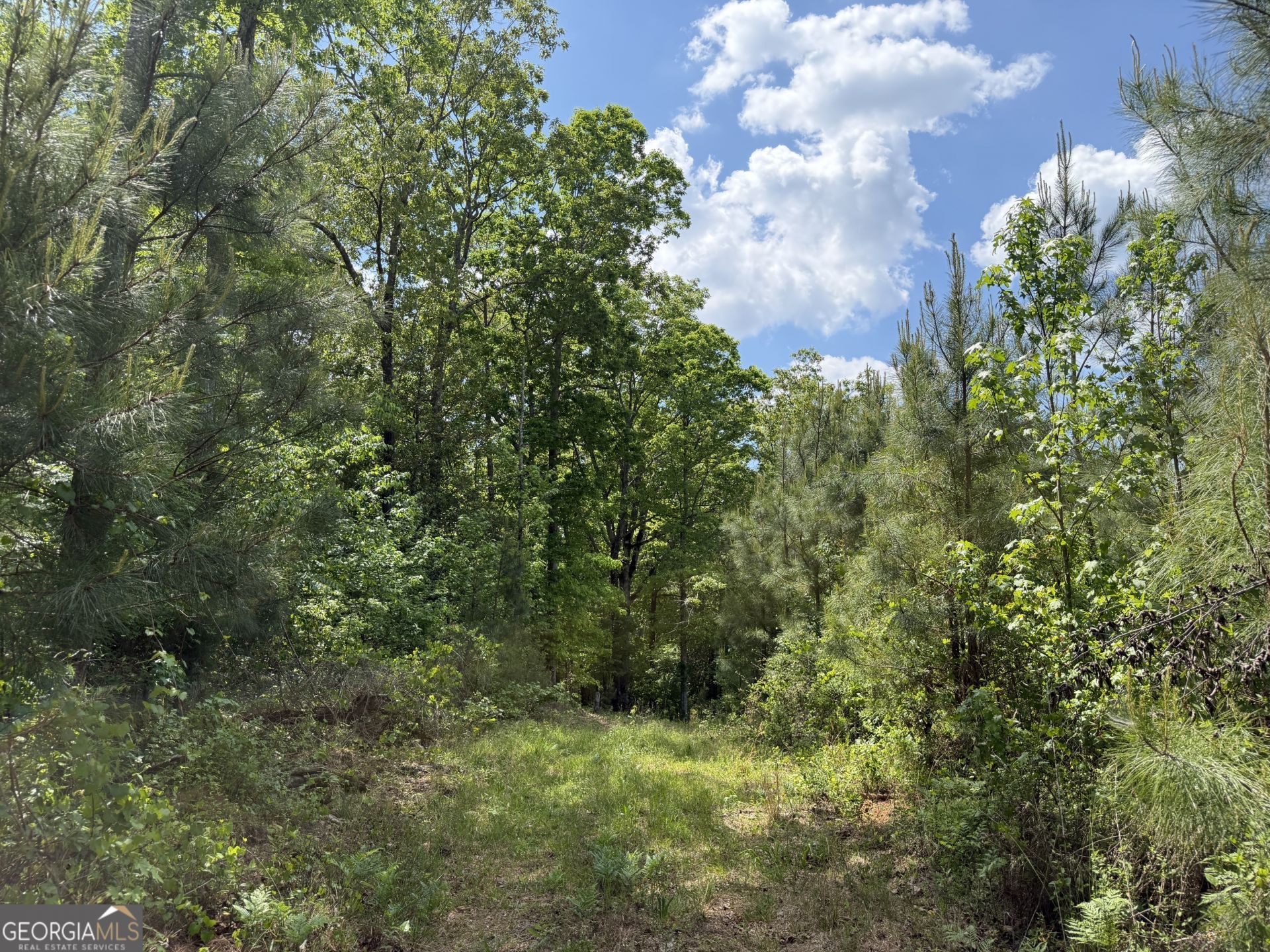 014 George Milling Road, Cuthbert, GA 39840 Main Photo