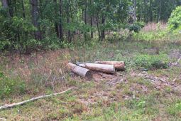460 Grover Wilson Road photo 4