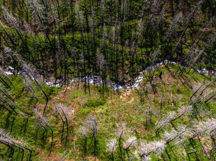 8580 Big Canyon Loop Rd, Grizzly Flats, CA 95636 Photo