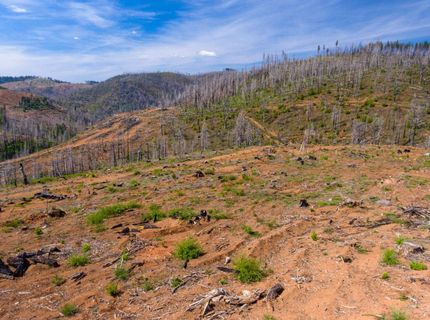 8580 Big Canyon Loop Rd, Grizzly Flats, CA 95636 Photo