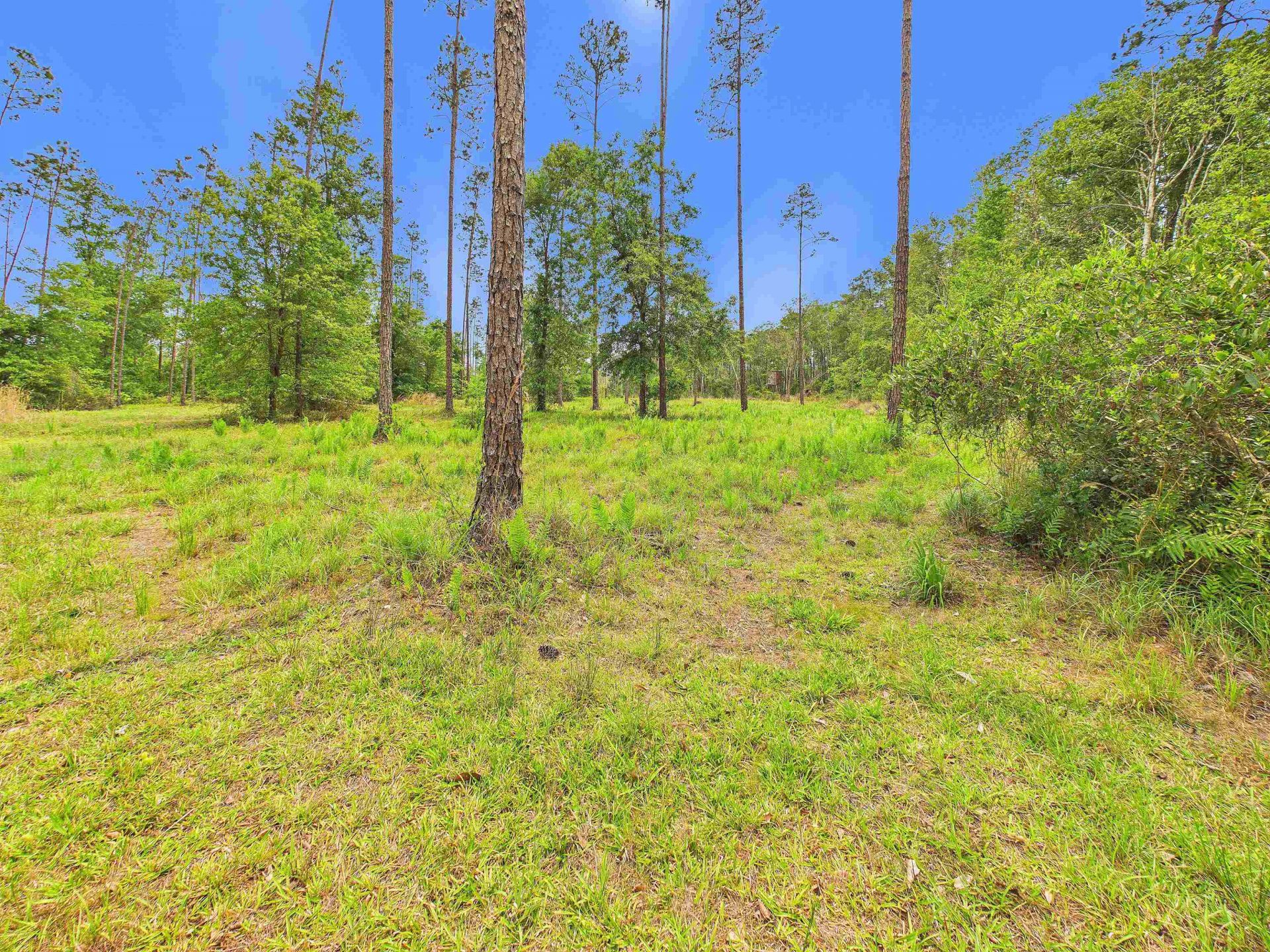 1193 SW Oregon Trail, Greenville, FL 32331 Photo