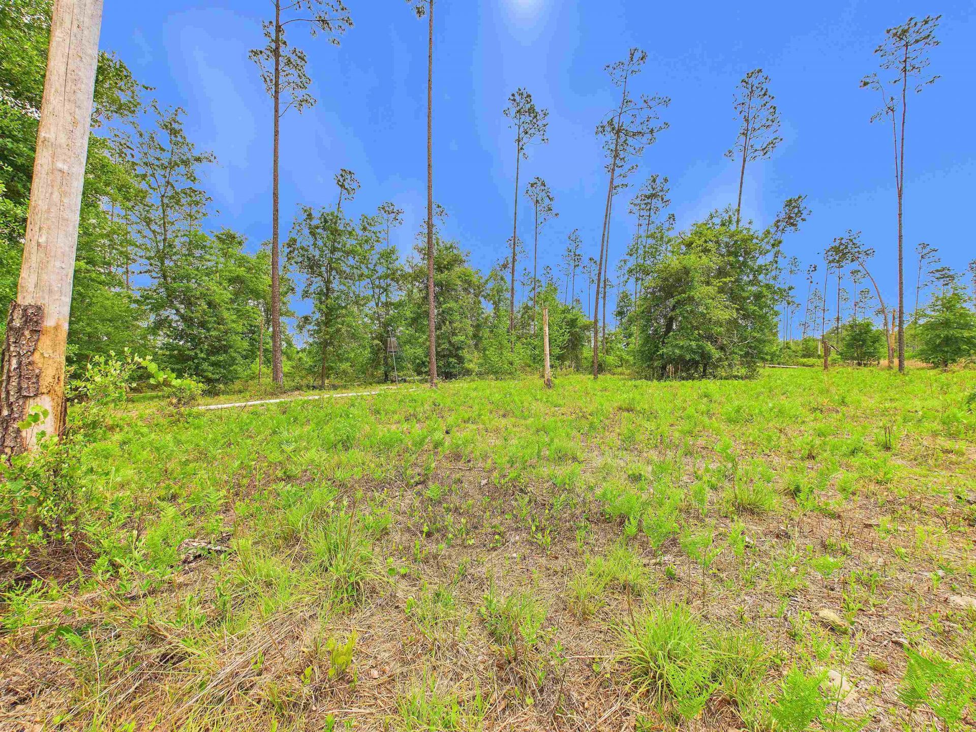 1193 SW Oregon Trail, Greenville, FL 32331 Photo