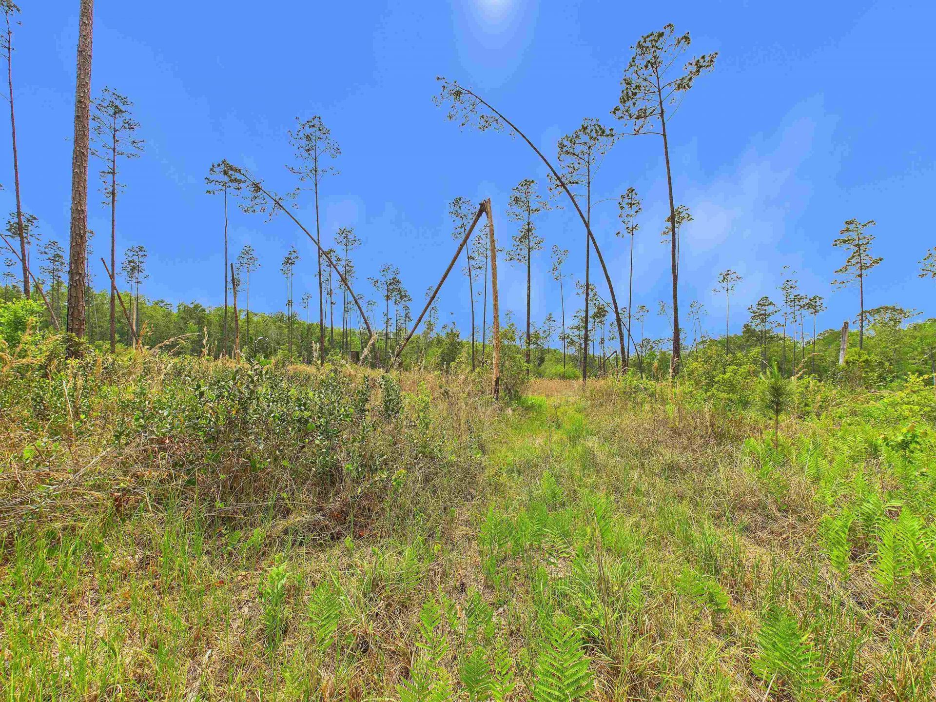1193 SW Oregon Trail, Greenville, FL 32331 Photo