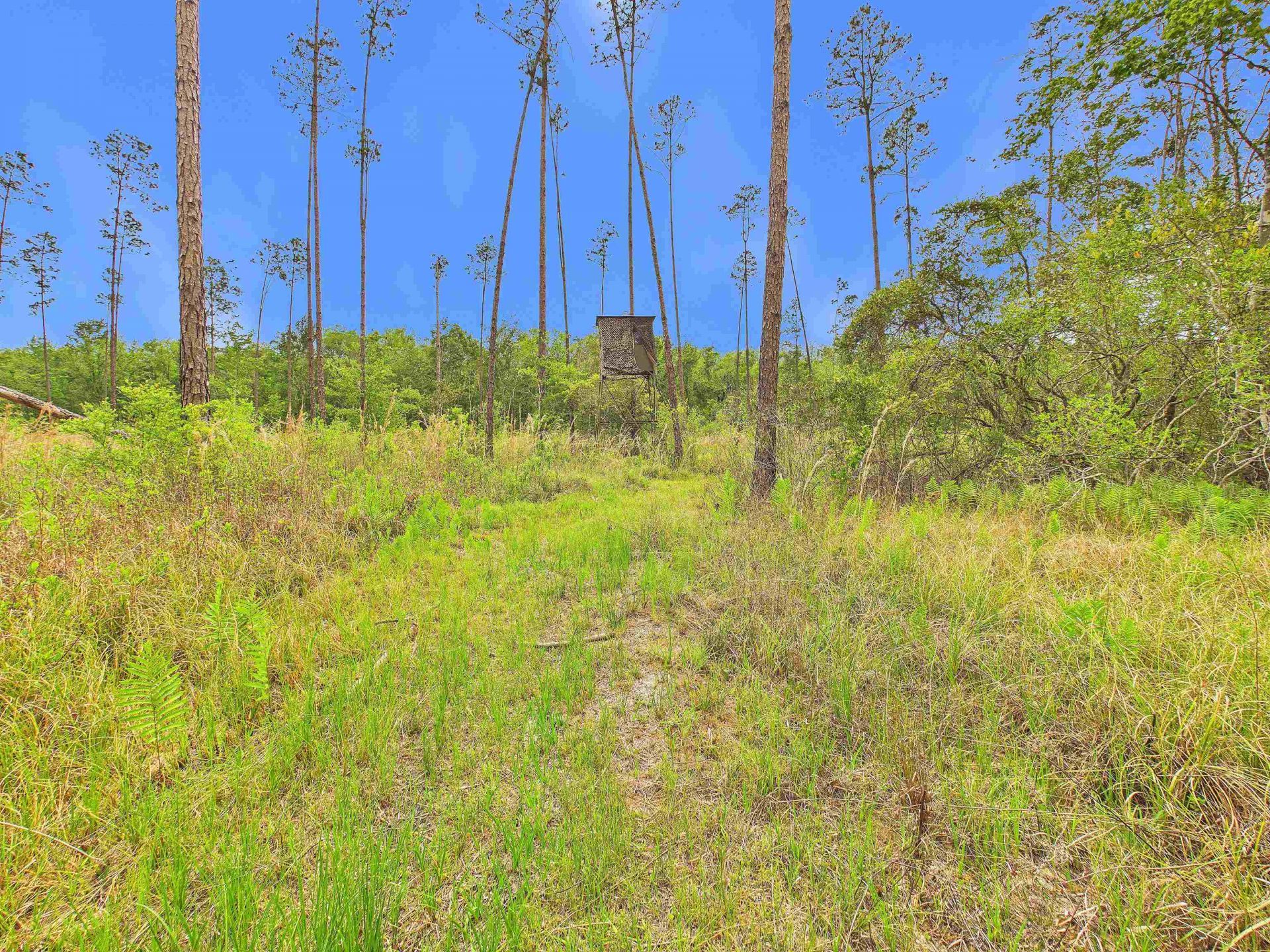 1193 SW Oregon Trail, Greenville, FL 32331 Photo