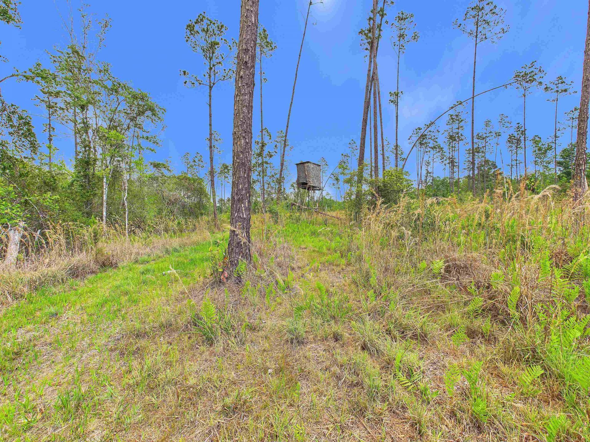 1193 SW Oregon Trail, Greenville, FL 32331 Photo