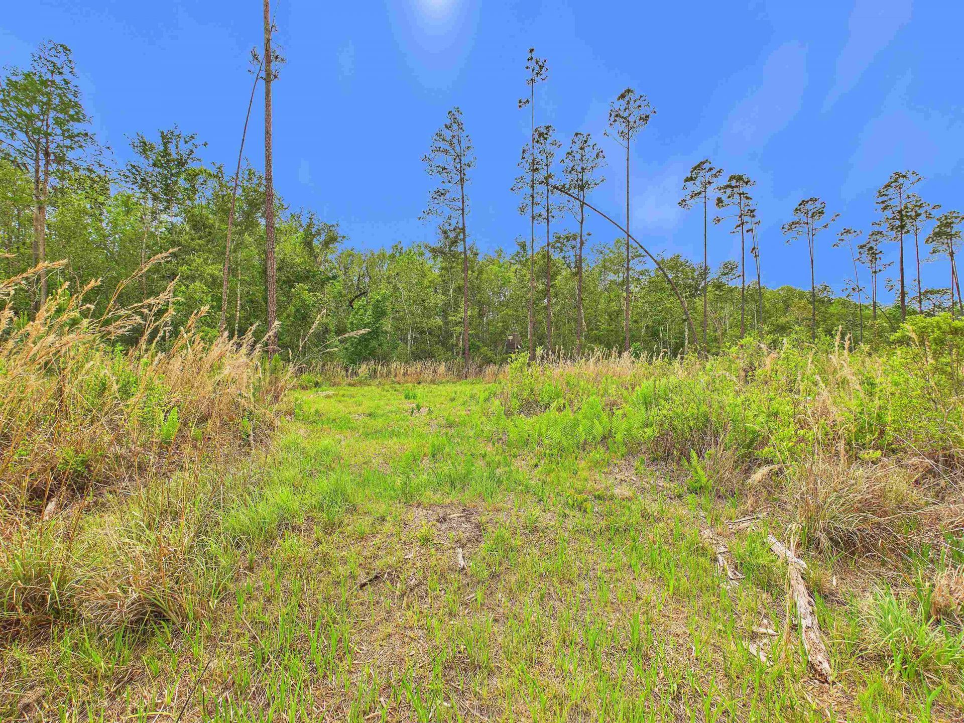 1193 SW Oregon Trail, Greenville, FL 32331 Photo