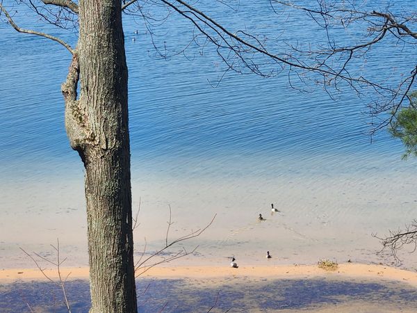 10962 S Minising Court, Baldwin, MI 49304