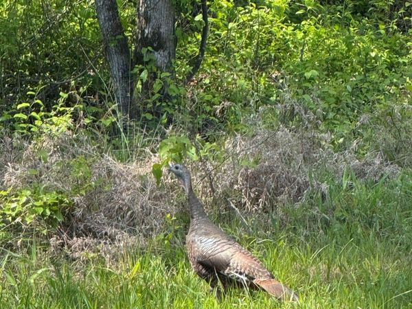 0 Smithers Road , Paron, AR 72122