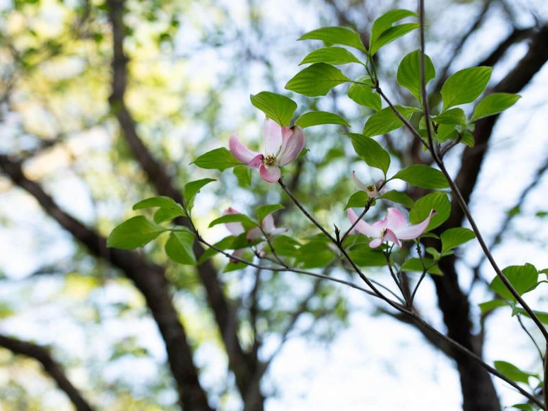 172 Rustic Place, Columbus, OH 43214 Photo 7