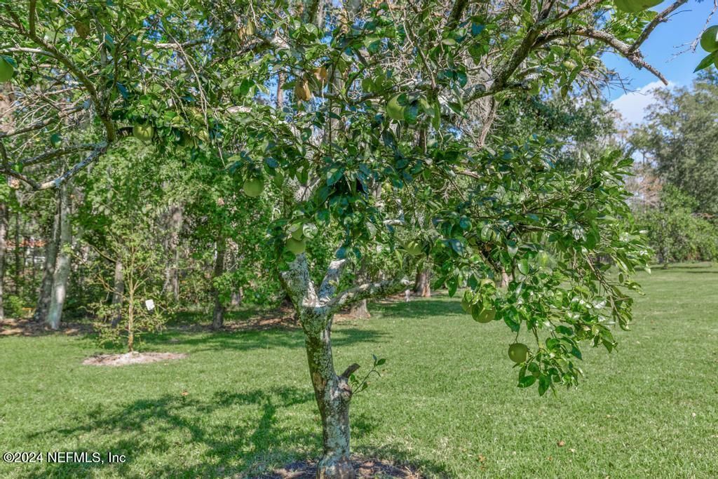 413 River Birch Lane, Fleming Island, FL 32003 Photo