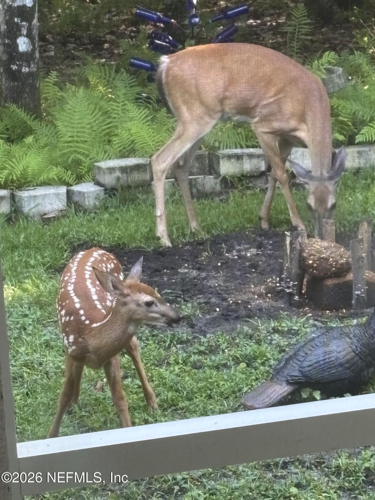 4555 Tarragon Avenue, Middleburg, FL 32068 Photo