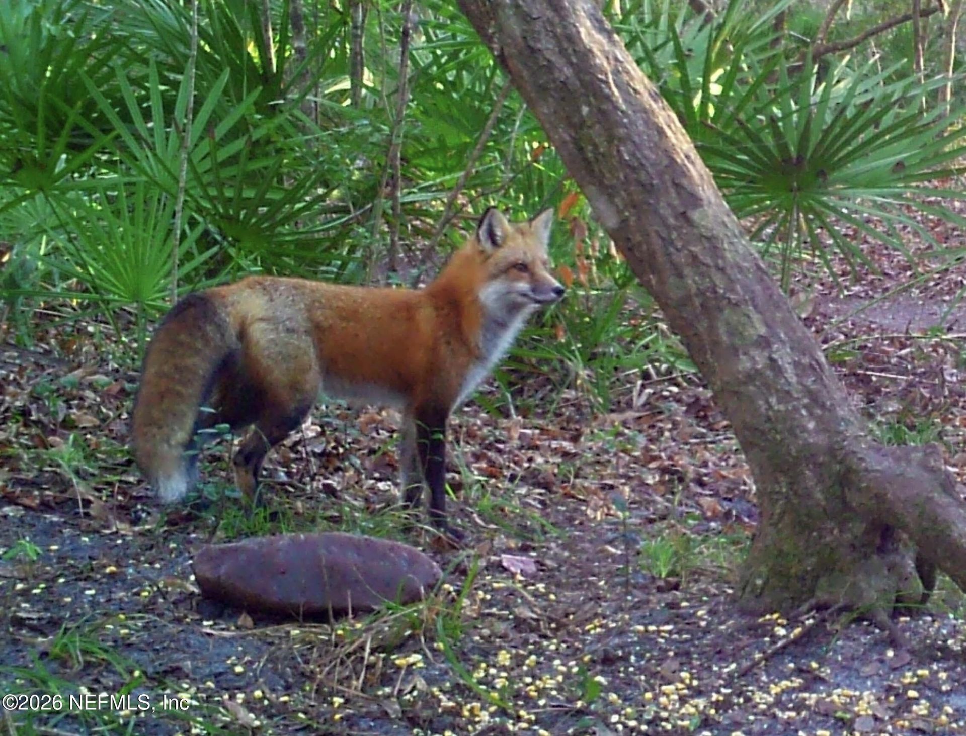 4555 Tarragon Avenue, Middleburg, FL 32068 Photo