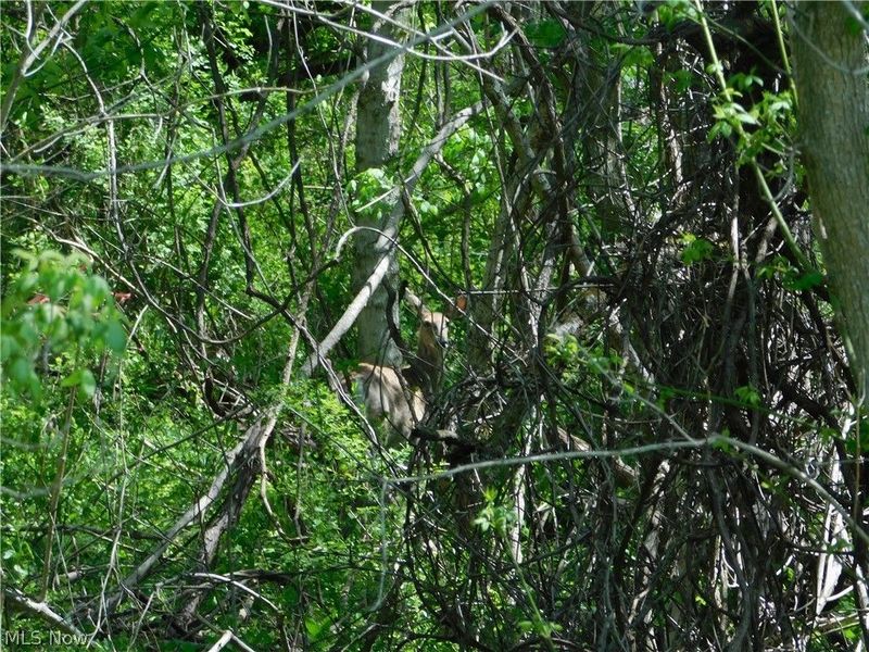 68250 Wrixon Road, Bridgeport, OH 43912 Photo 25