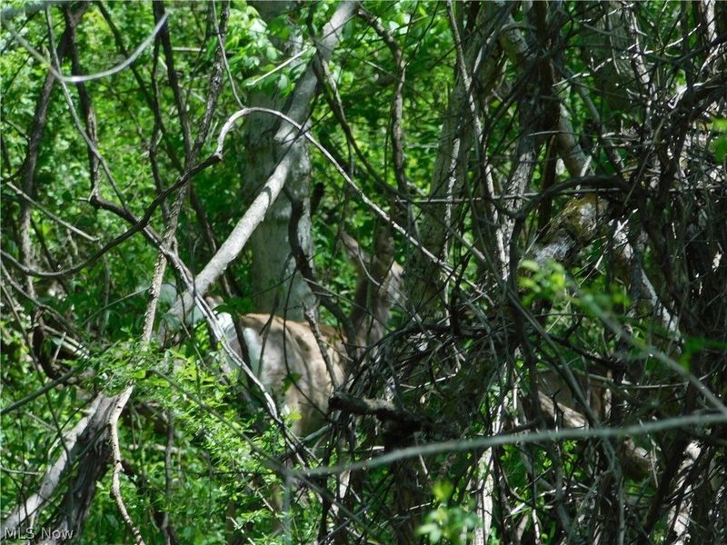 68250 Wrixon Road, Bridgeport, OH 43912 Photo 26