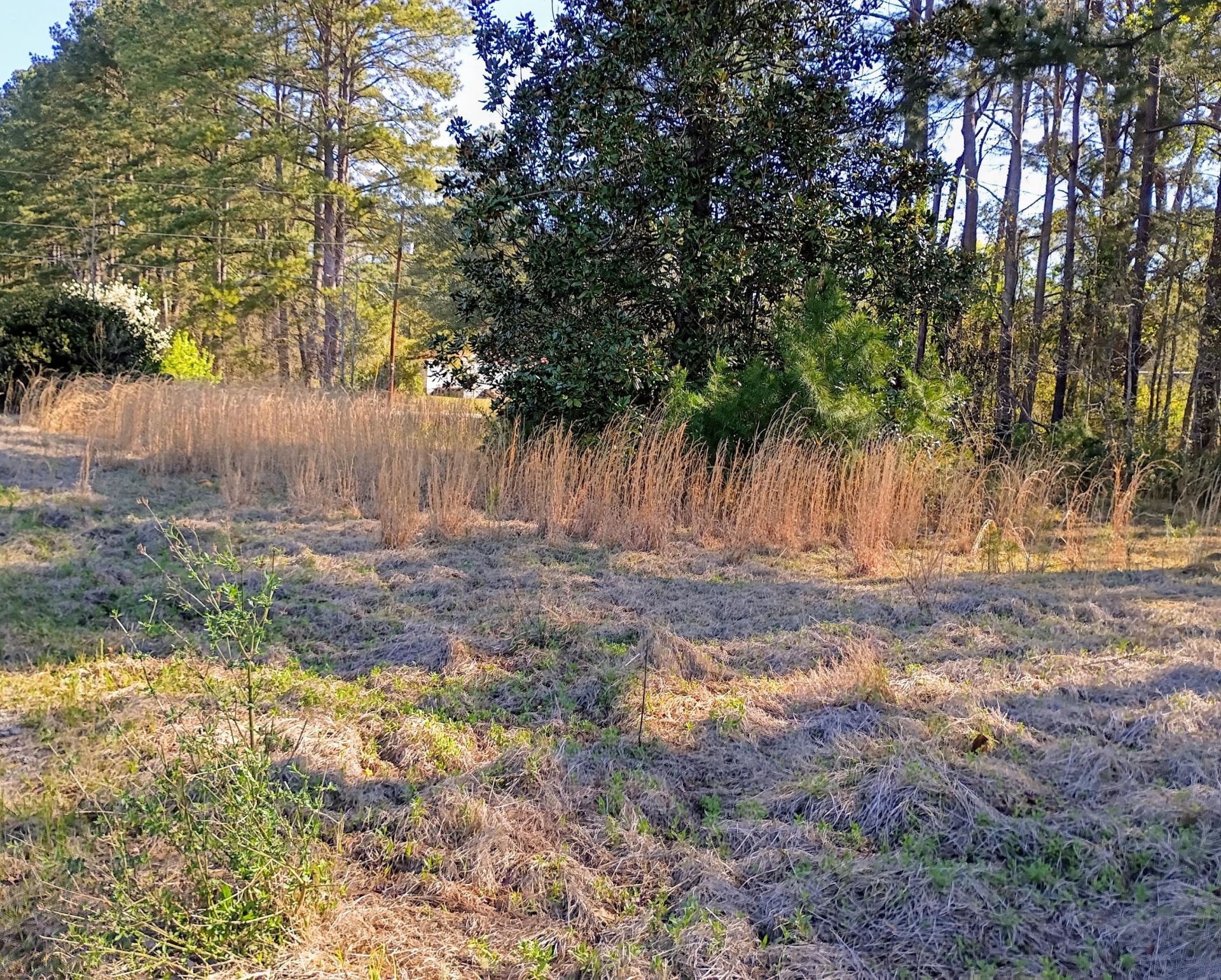 67 Cone Court Photo 2