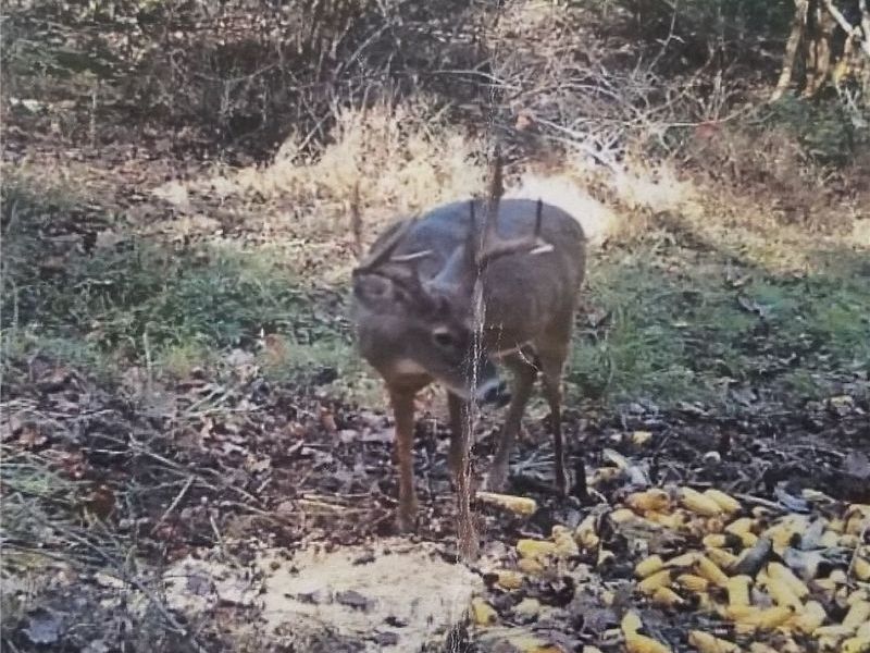 Dennis Road , Zanesville, OH 43701 Photo 5