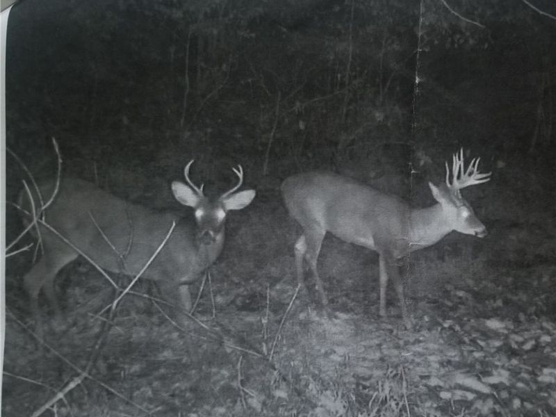 Dennis Road , Zanesville, OH 43701 Photo 8