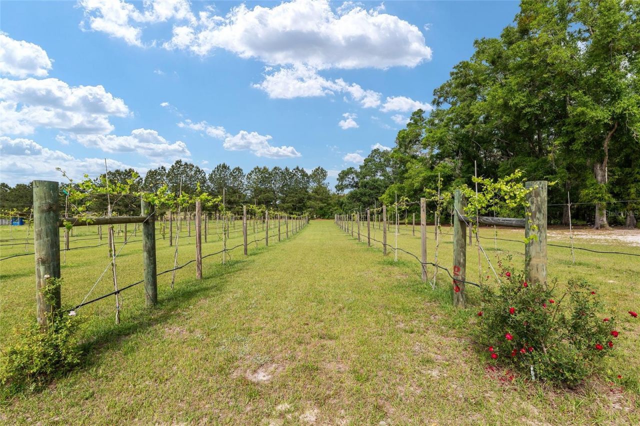 3725 172nd Street, Wellborn, FL 32094 Photo