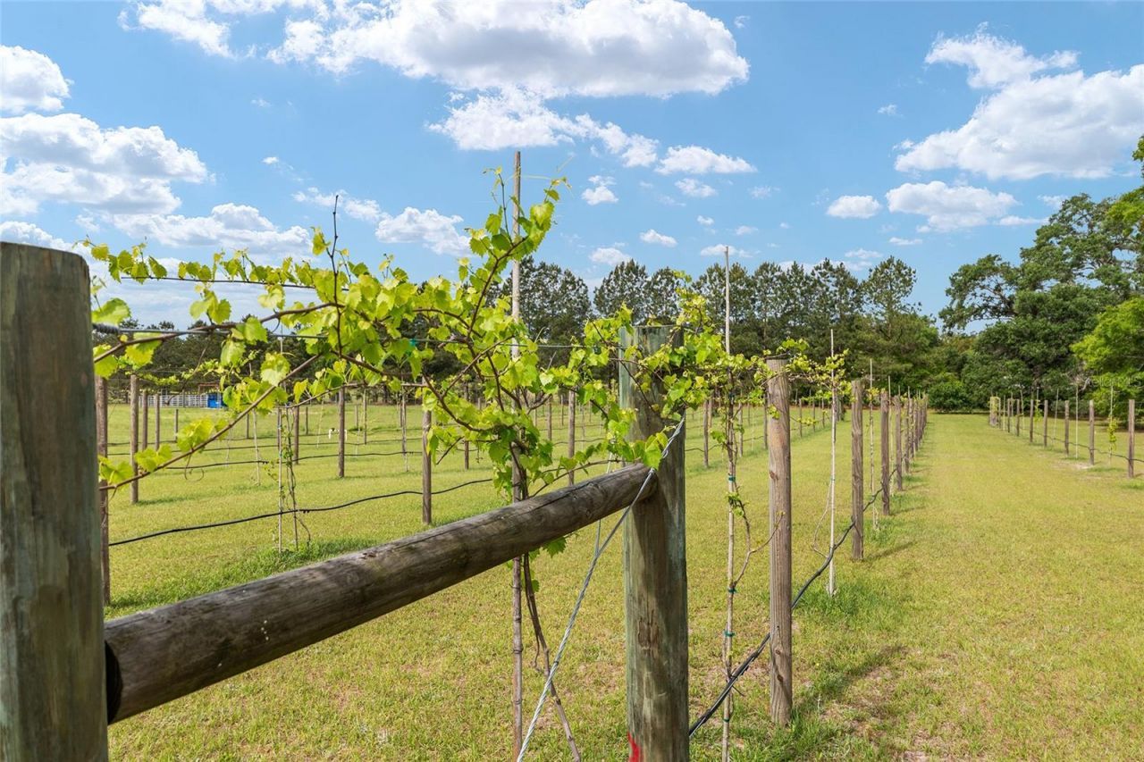 3725 172nd Street, Wellborn, FL 32094 Photo