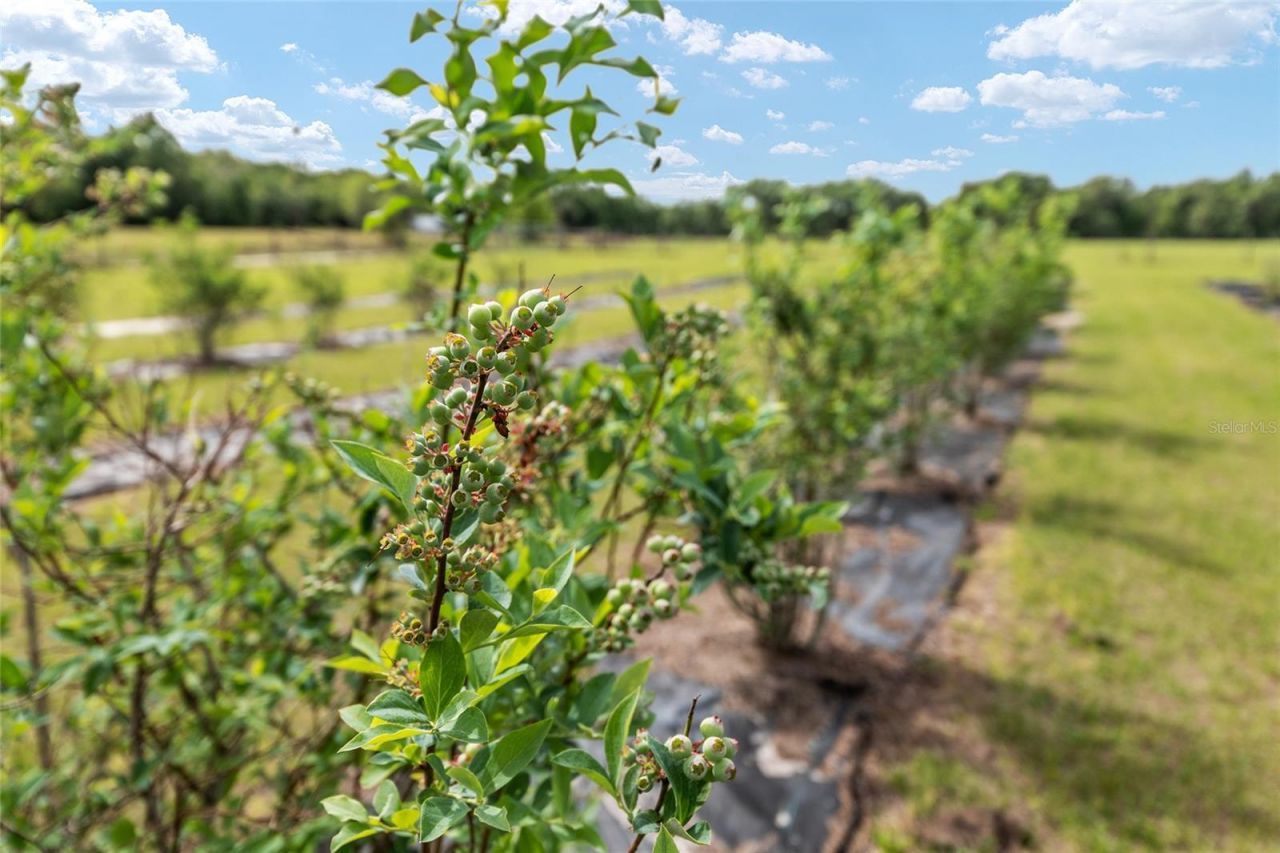 3725 172nd Street, Wellborn, FL 32094 Photo