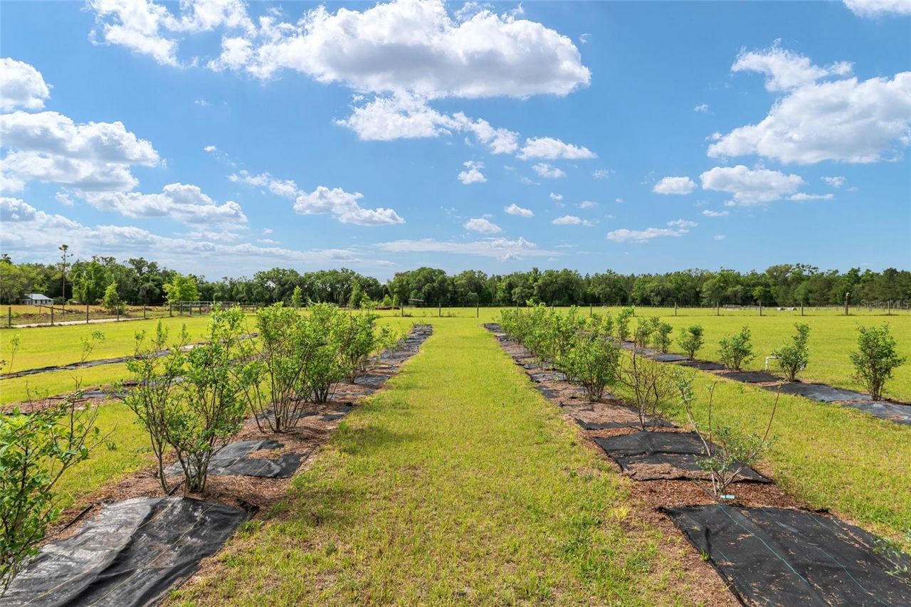 3725 172nd Street, Wellborn, FL 32094 Photo