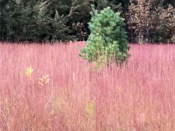 Westwood Drive, Oscoda, MI 48750