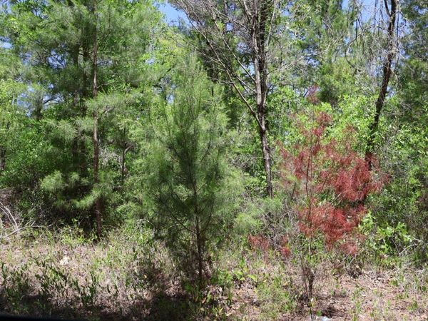 TBD SW 157TH LANE , DUNNELLON, FL 34432