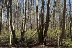0 Highway 261 photo 4