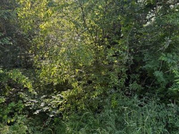10946 Clover Lane , Berryville, TX 75763