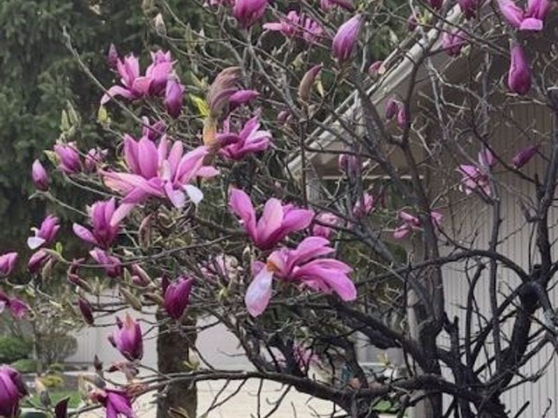 13081 Olympus Way, Strongsville, OH 44149 Photo 46