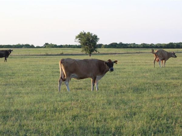 TBD CO RD 4518, Wolfe City, TX 75496