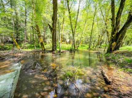 7250 Mitchell Mill Rd, Wilseyville, CA 95257 Photo