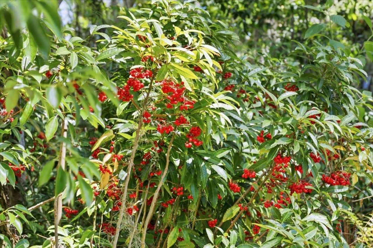 8386 Austin Road , Melrose, FL 32666 Photo