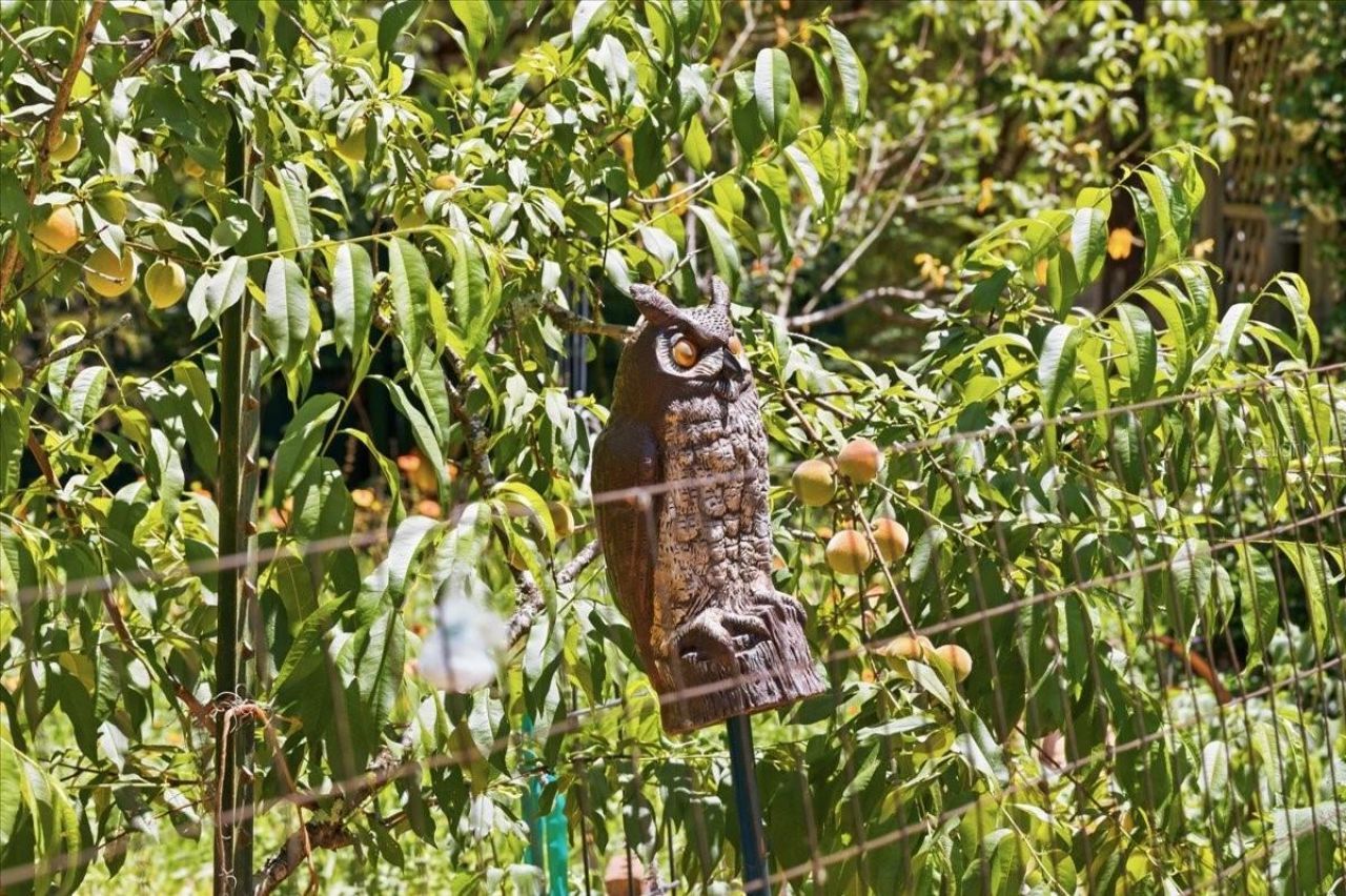 8386 Austin Road , Melrose, FL 32666 Photo