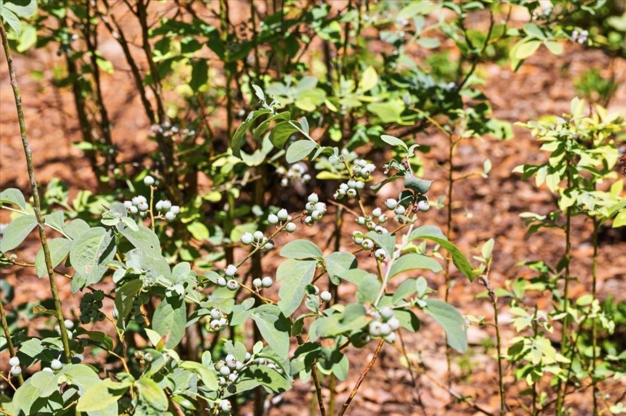 8386 Austin Road , Melrose, FL 32666 Photo