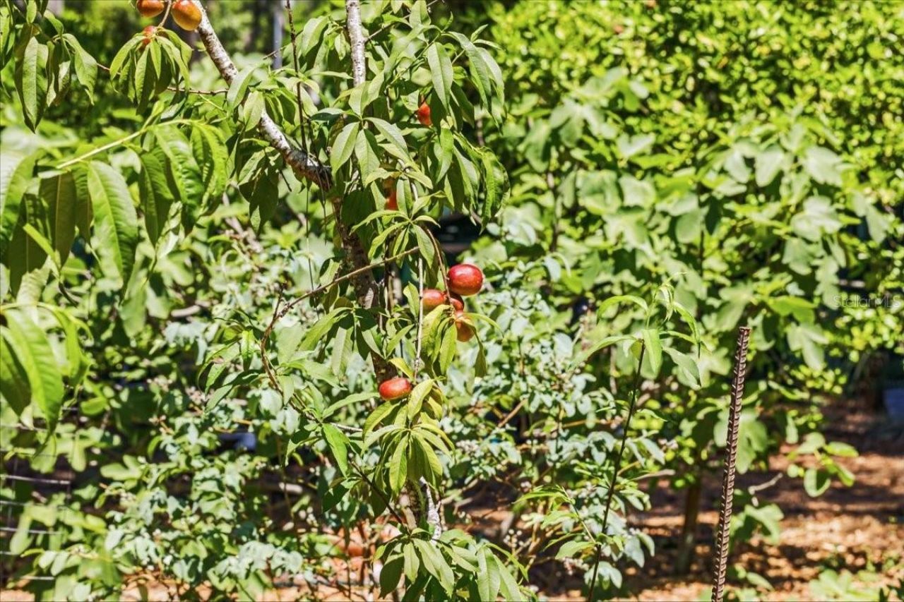 8386 Austin Road , Melrose, FL 32666 Photo