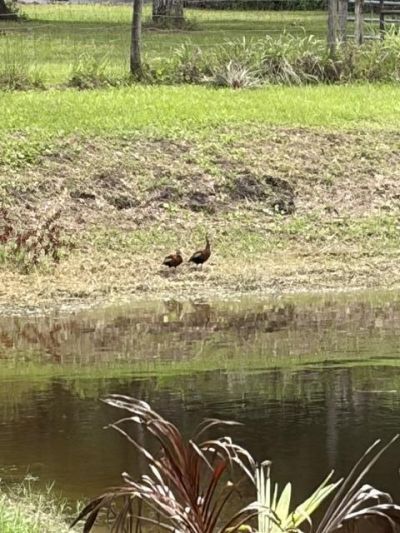 6289 S Header Canal Road, Port Saint Lucie, FL 34987 Photo