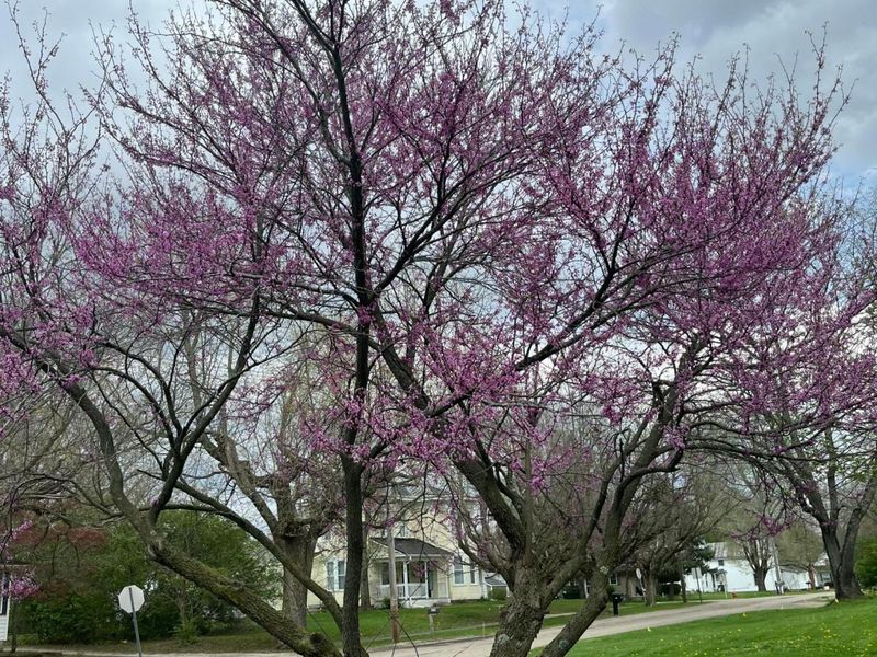 321 State Street , Edison, OH 43320 Photo 24