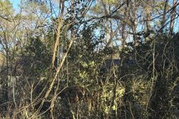 1522 Jerome Drive  photo 4