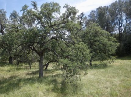 4069 Parrotts Ferry Rd, Vallecito, CA 95251 Photo