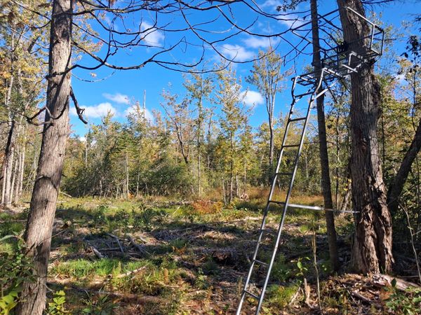 40.44 AC Zolner Road, Cheboygan, MI 49721