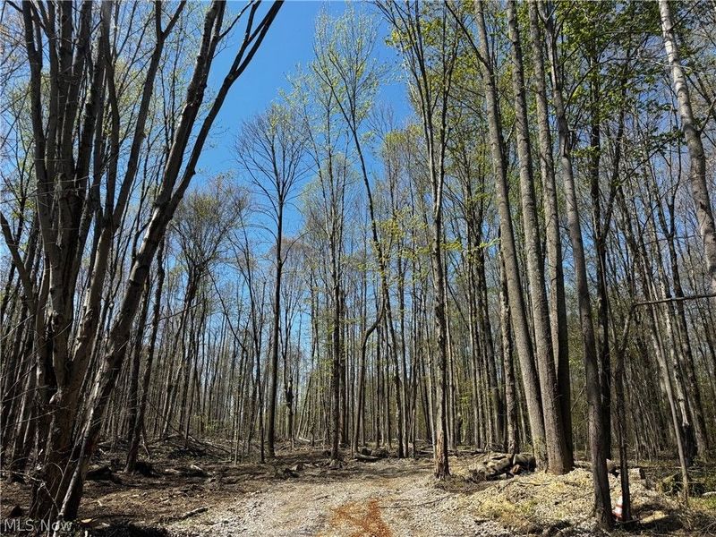 v/l Hines Road, Kingsville, OH 44048 Photo 7