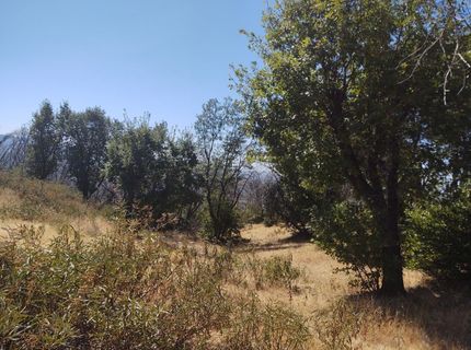 363 Raccoon Rd, Berry Creek, CA 05016 Photo