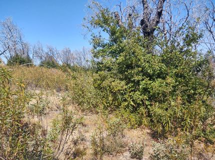 363 Raccoon Rd, Berry Creek, CA 05016 Photo