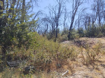 363 Raccoon Rd, Berry Creek, CA 05016 Photo