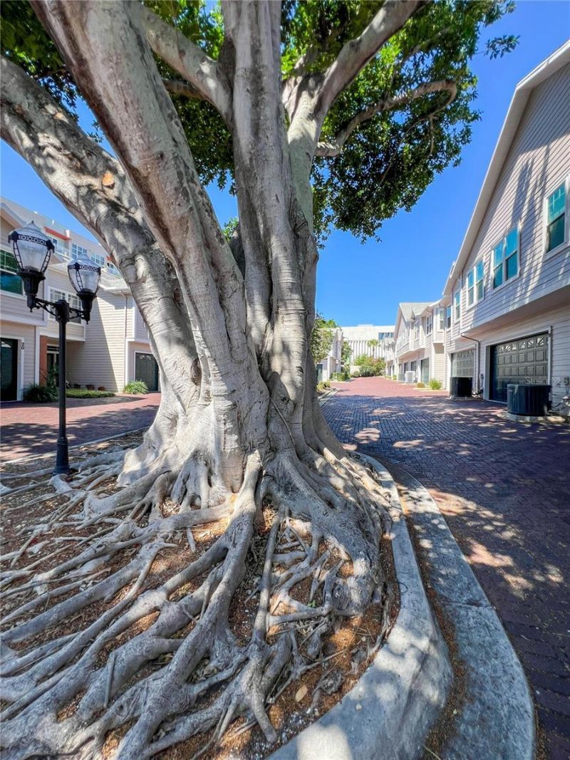 350 2nd Street N, Unit 8, Saint Petersburg, FL 33701 Photo