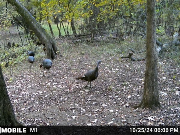 Pine Bluff, AR 71601