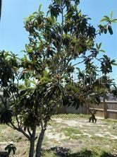 3650 Peconic Way , Holiday, FL 34691 Photo